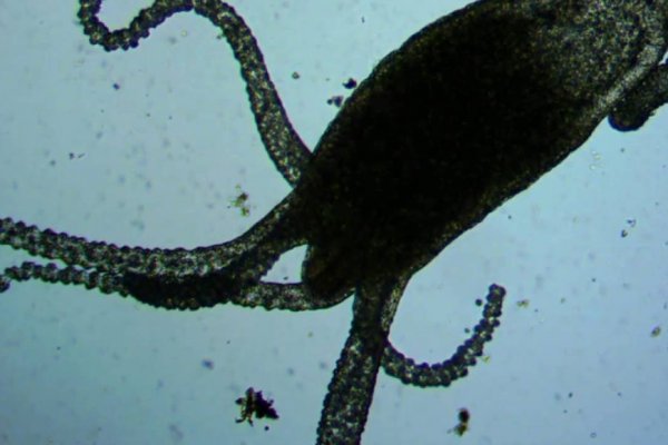 Kraken 17 at